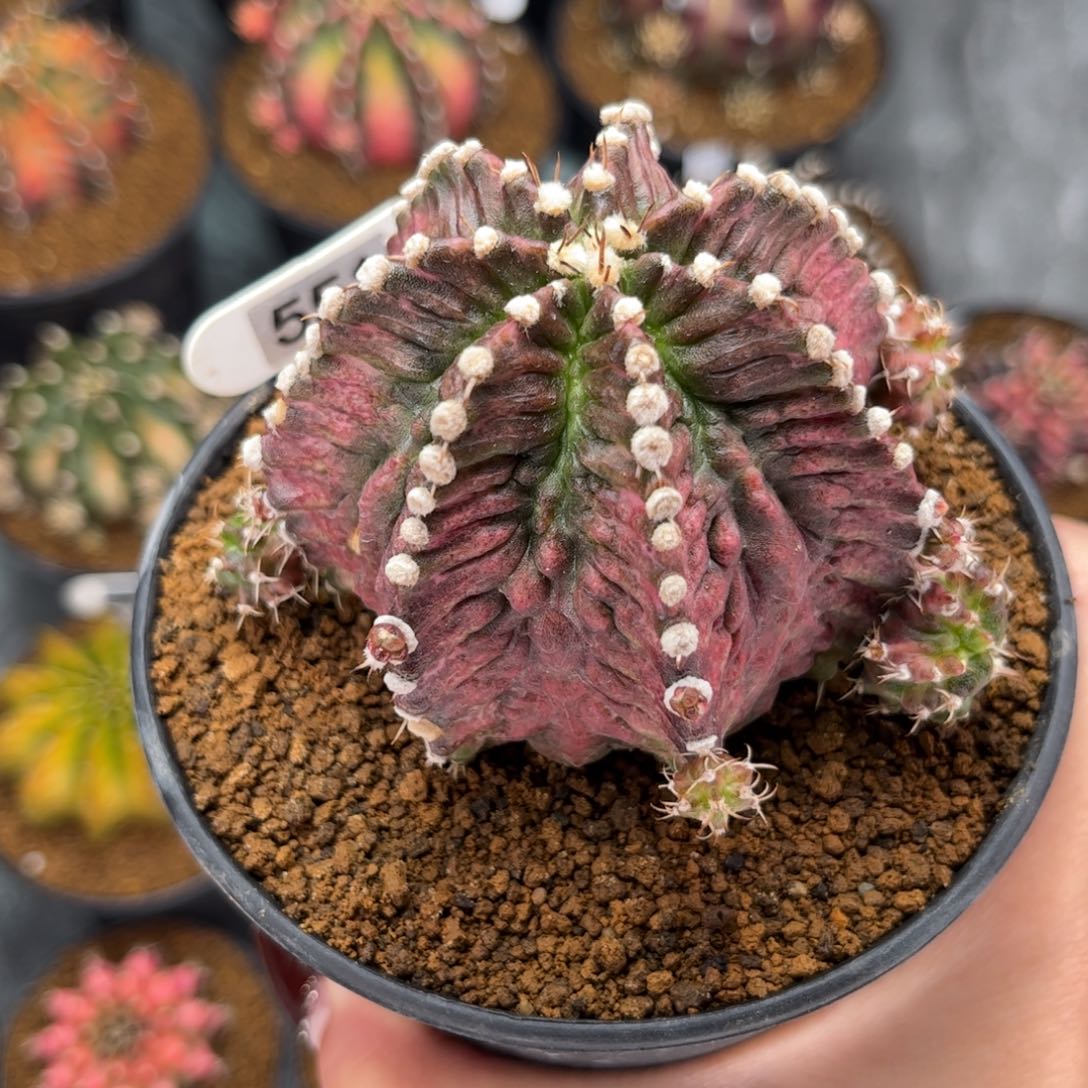 哥斯拉 海神 米哈仙人球