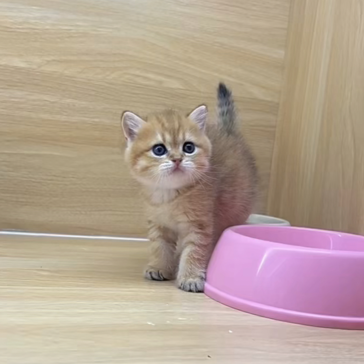金虎斑妹妹大眼大脸大包子脸性格好纯种宠物幼猫矮脚猫猫咪宠物猫