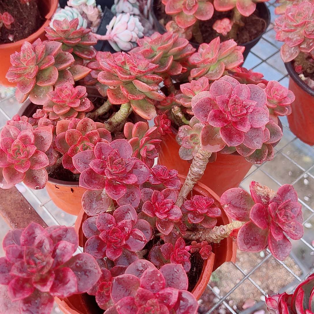 巧克力玫瑰多头造型