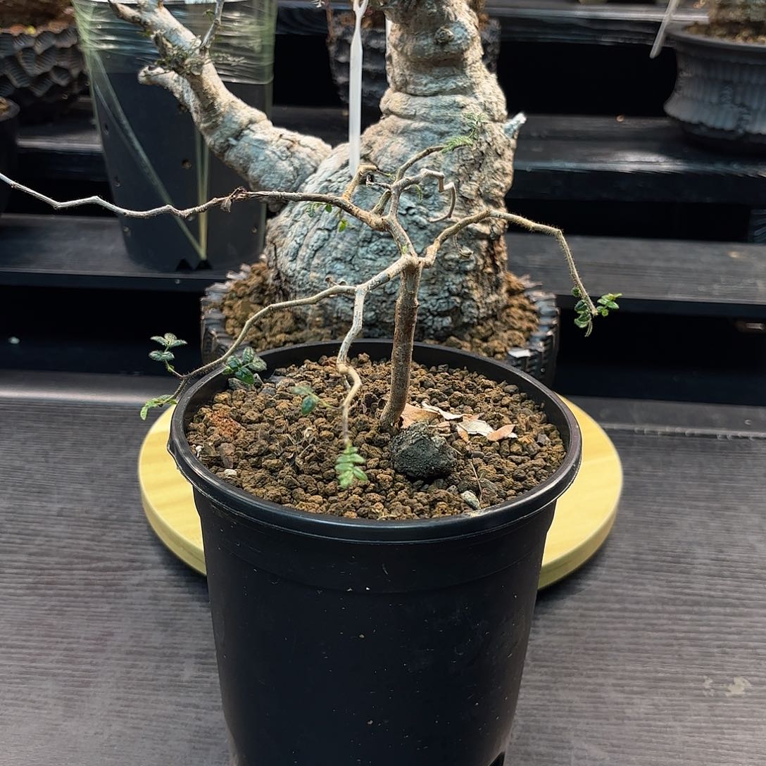 木滔天嘻嘻嘻嘻嘻嘻