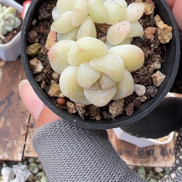 杰杰一物一拍专拍