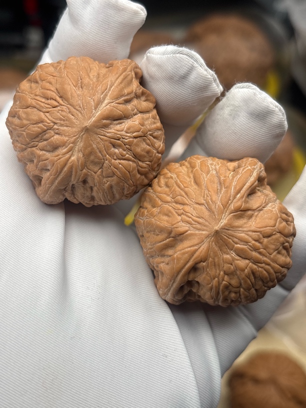 铁锤妹妹，白茬全品，红皮精对，边36肚35