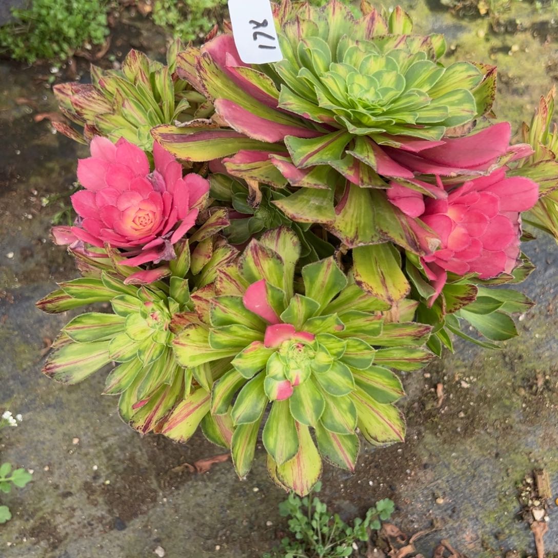 178知否多肉嘻嘻嘻的牛肉