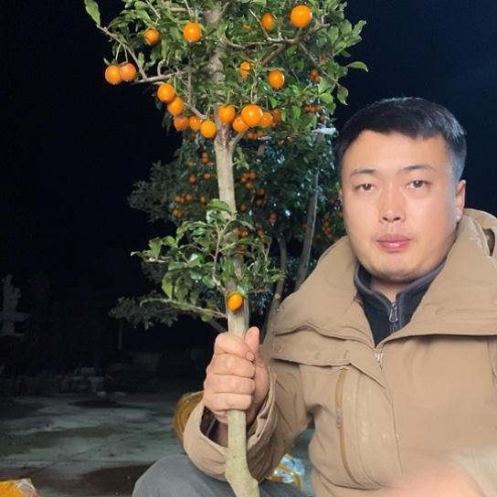 无花朵金弹子庭院原生品种