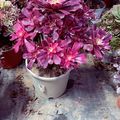 美杜莎多肉法师72号