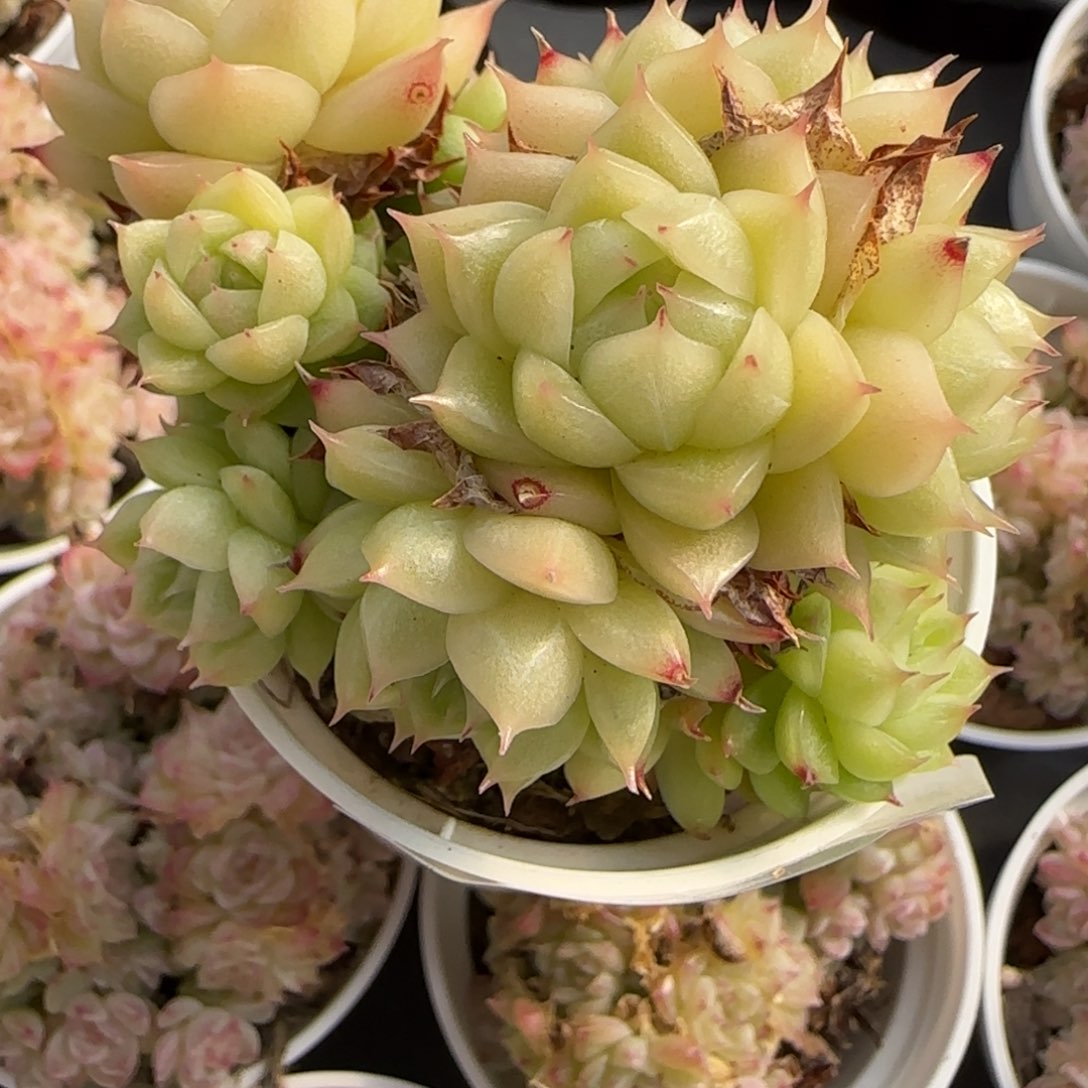 花语逸境0217-497散