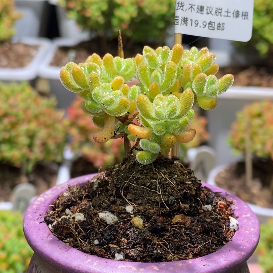 冰晶杂枝干番杏D359带盆