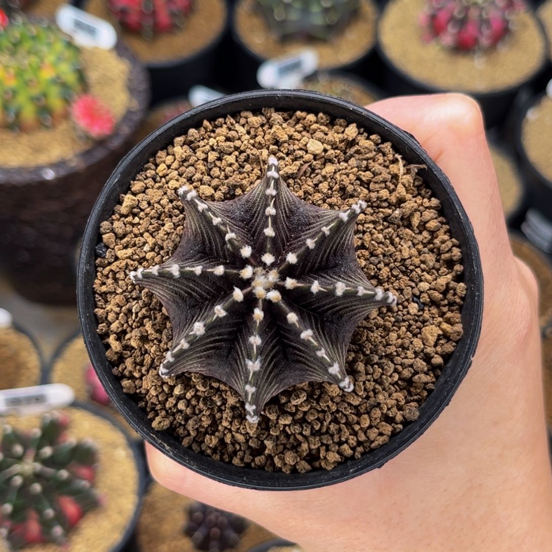 壹****专拍的 美哈仙人球