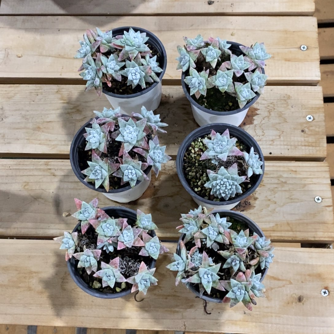 6颗白菊包邮非偏远