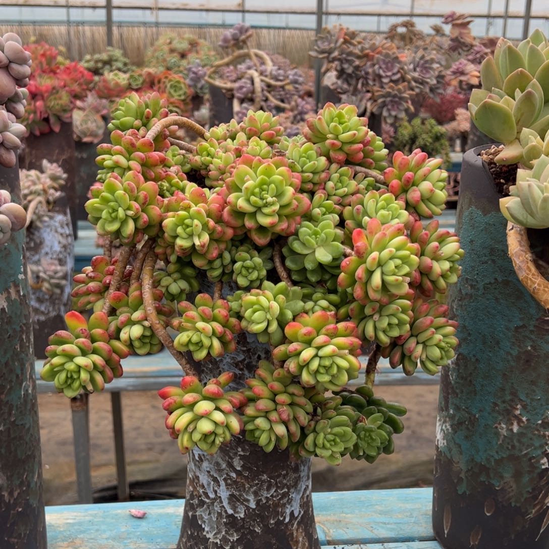 露养老桩脱土裸根香格里拉