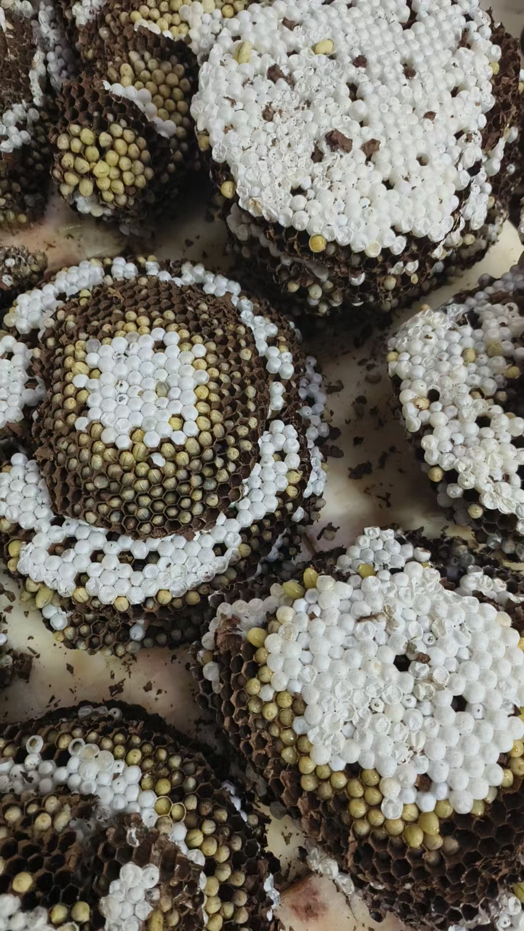 蜂蛹养殖物资产地直发