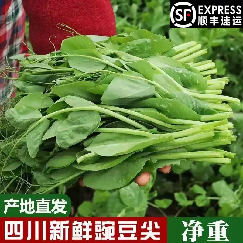 顺丰包邮四川新鲜豌豆尖豌豆苗龙须菜时令蔬菜现摘现发