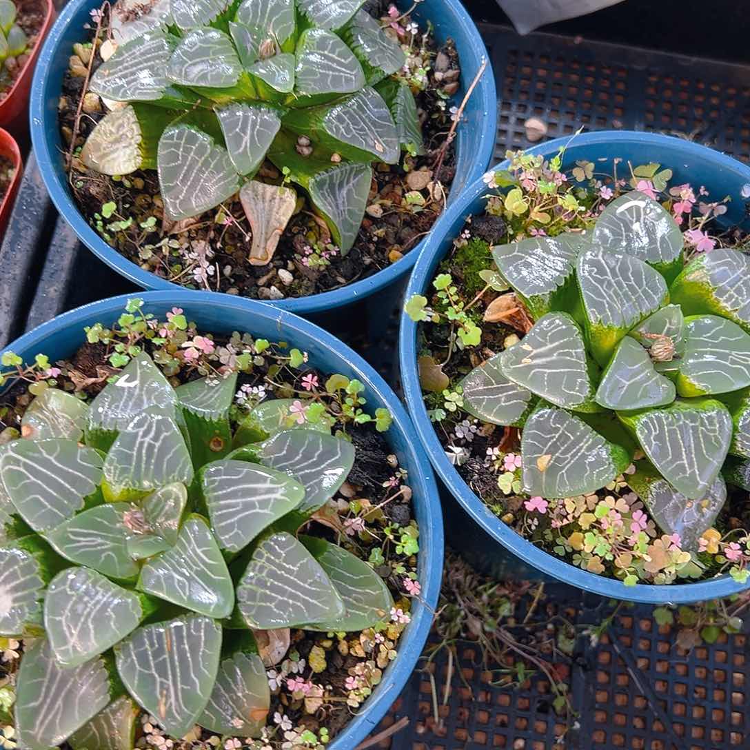 加仑盆月影母本玉露一颗