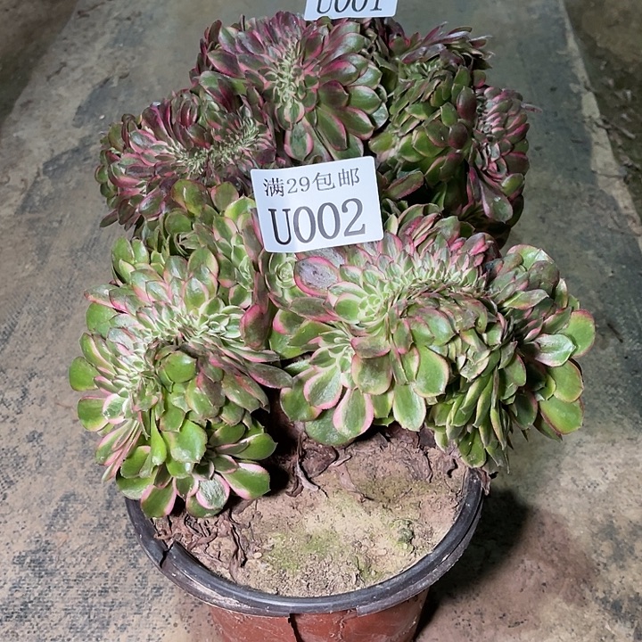 002荔枝缀多肉植物    
