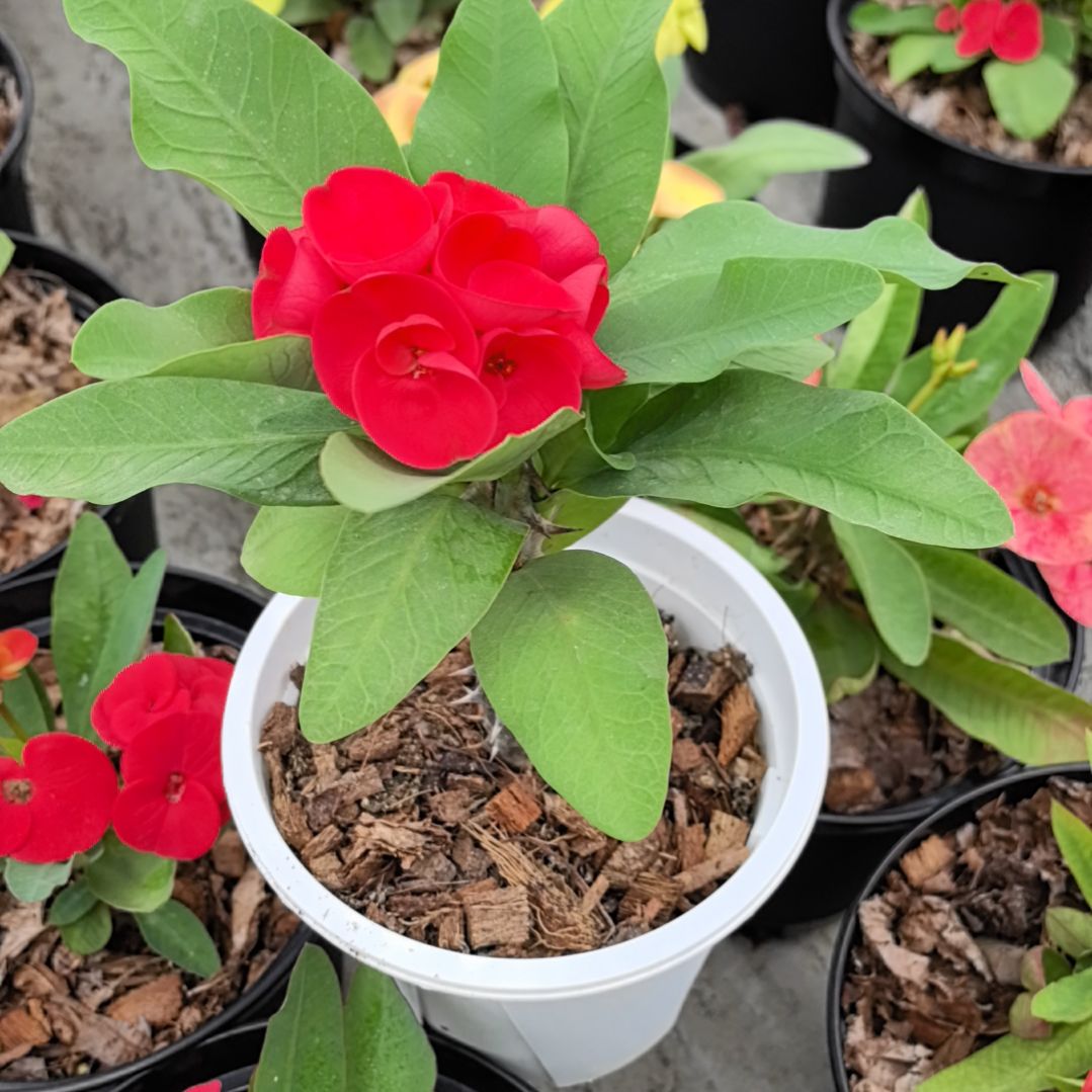 完全开放百万富翁直播间一物一拍