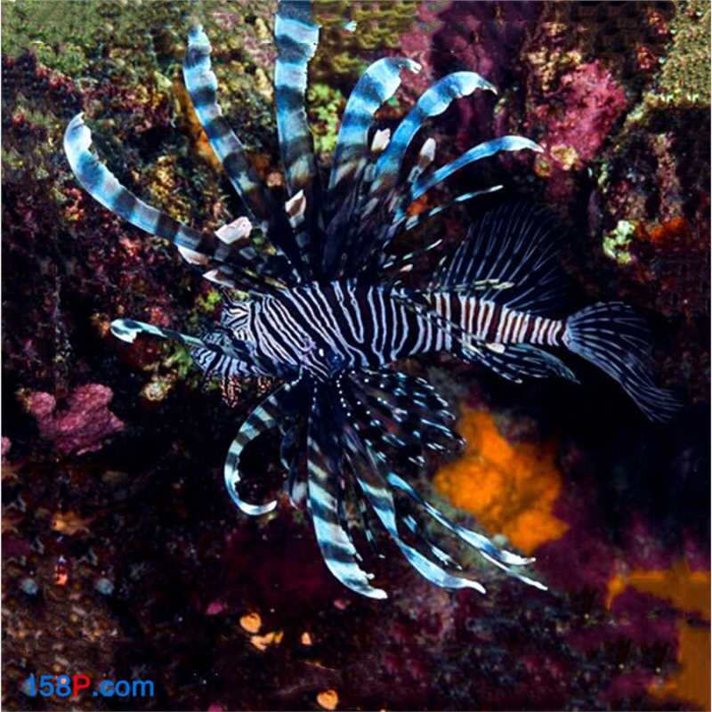 海水观赏鱼黑长狮子