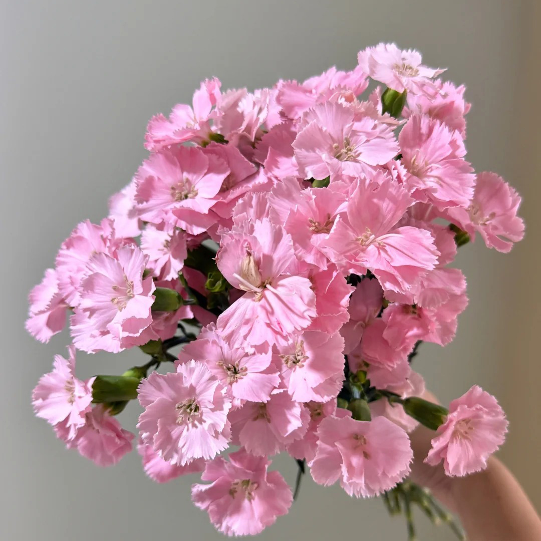 七叶花坊#【多丁-伊岚】鲜花优选 顺丰直发