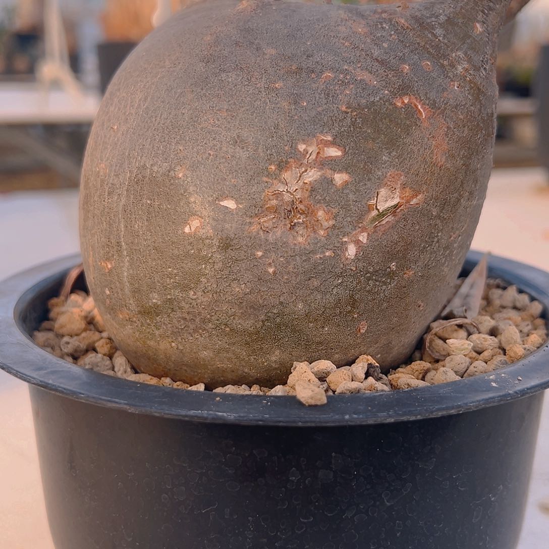 养定熟桩象牙宫 超级大肚子