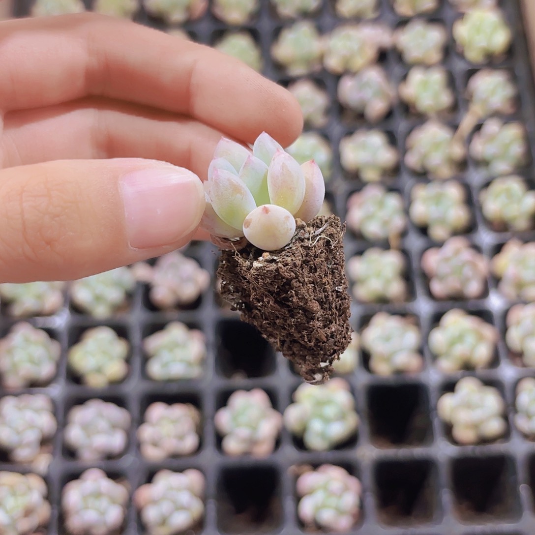 小穴苗香水2米2颗