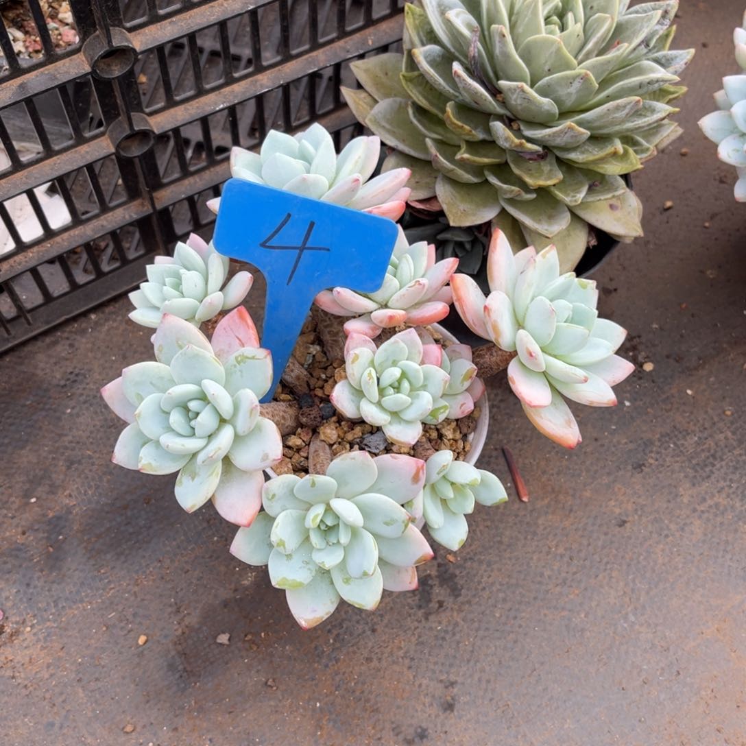 勇**子004冷香多肉