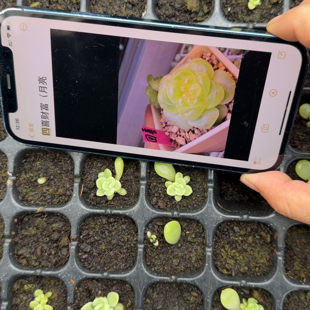 四喜财富穴一个满25包邮