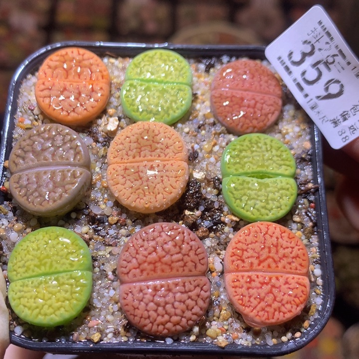 精品生石花26.359