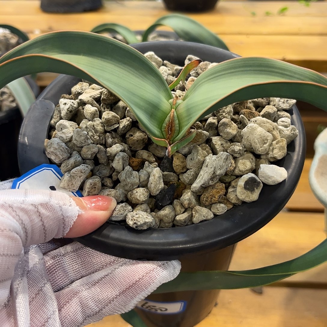 汤圆植物3百岁兰心型