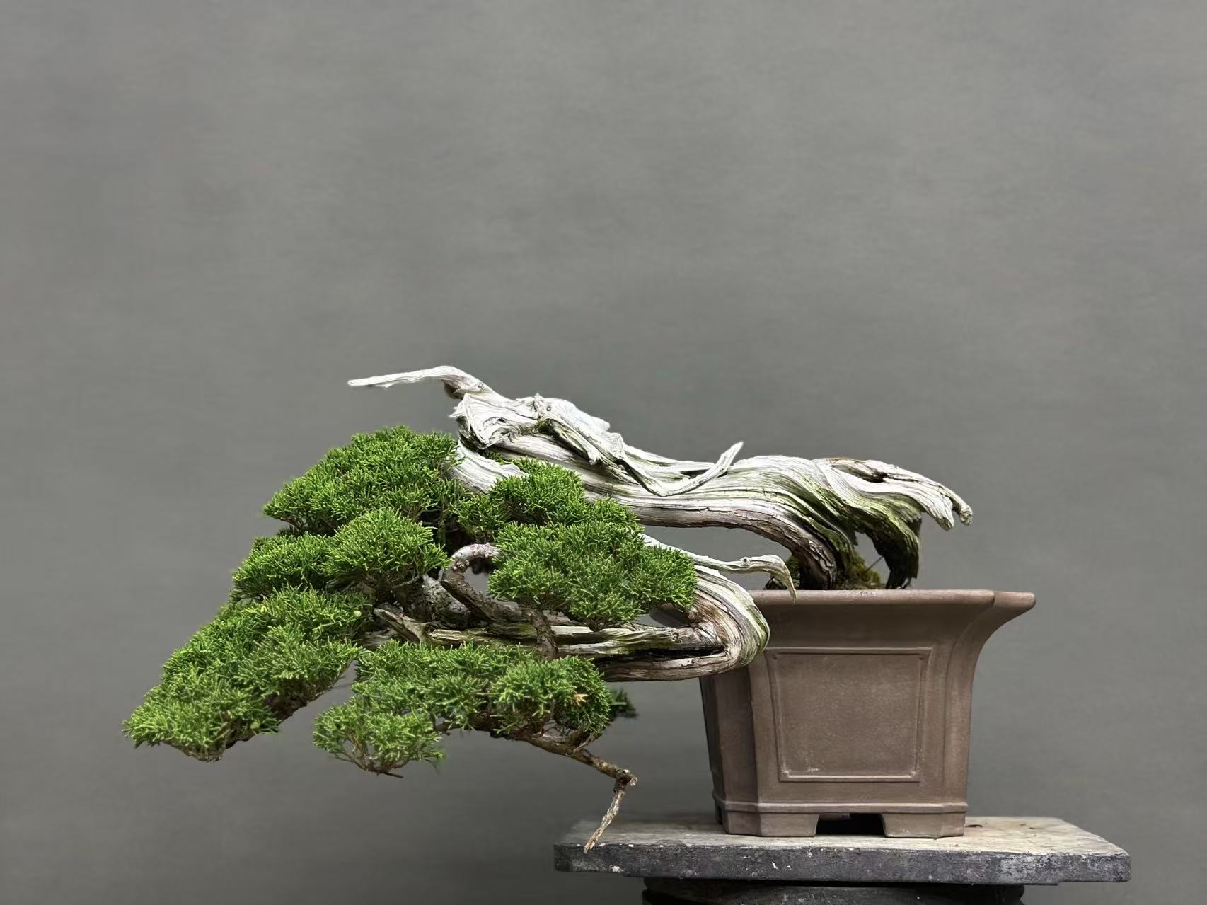 盆景盆栽直播通用链接，下单前咨询客服（不包邮）