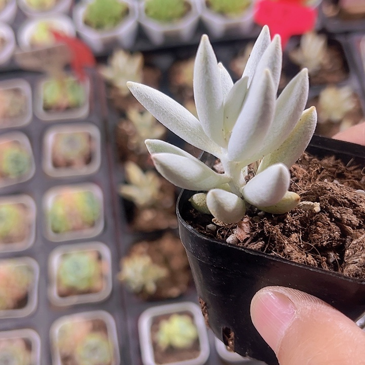 星月精品多肉植物