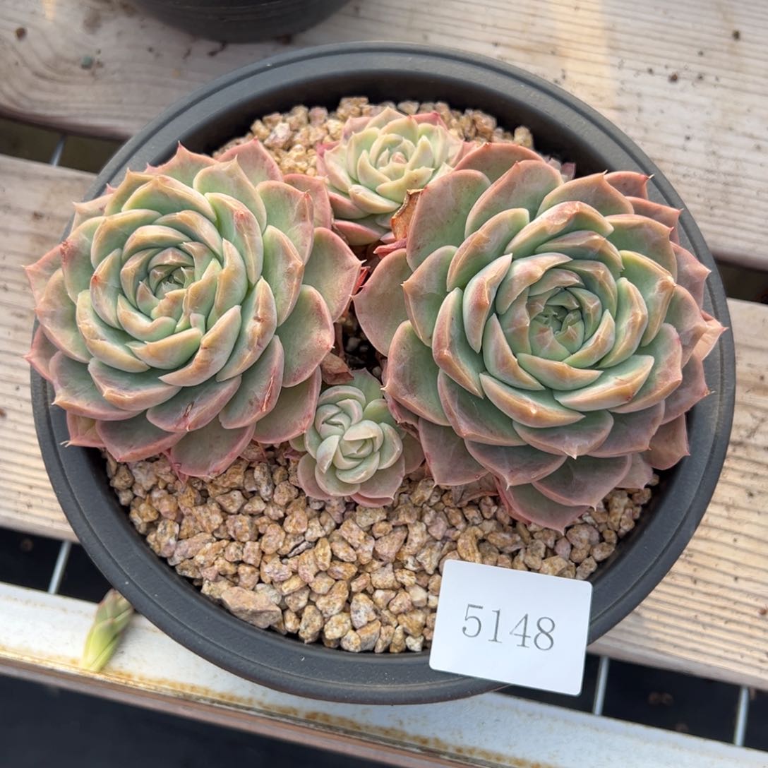 桑*、5148不包整肉肉肉肉肉肉 