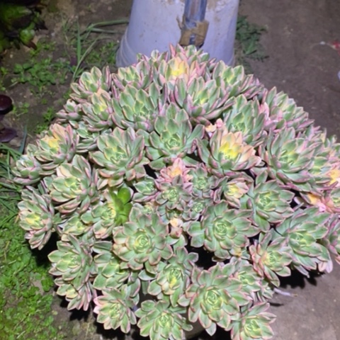 甜茶多肉植物012