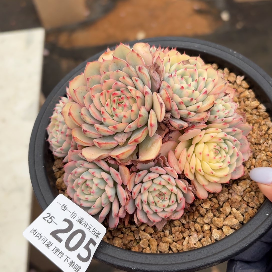 姬莲锦无盆土发货