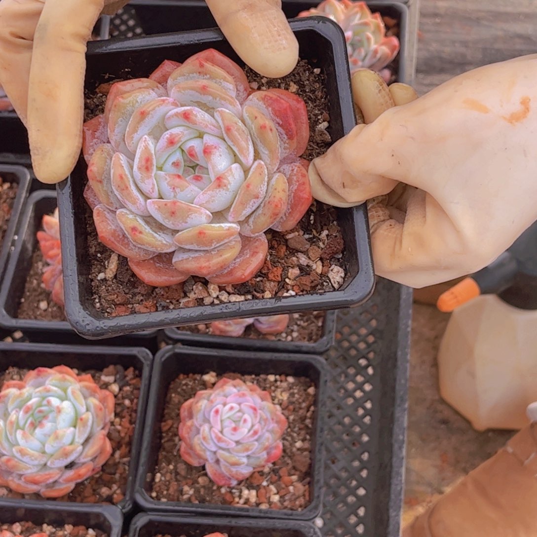 单双头橙子一单包邮