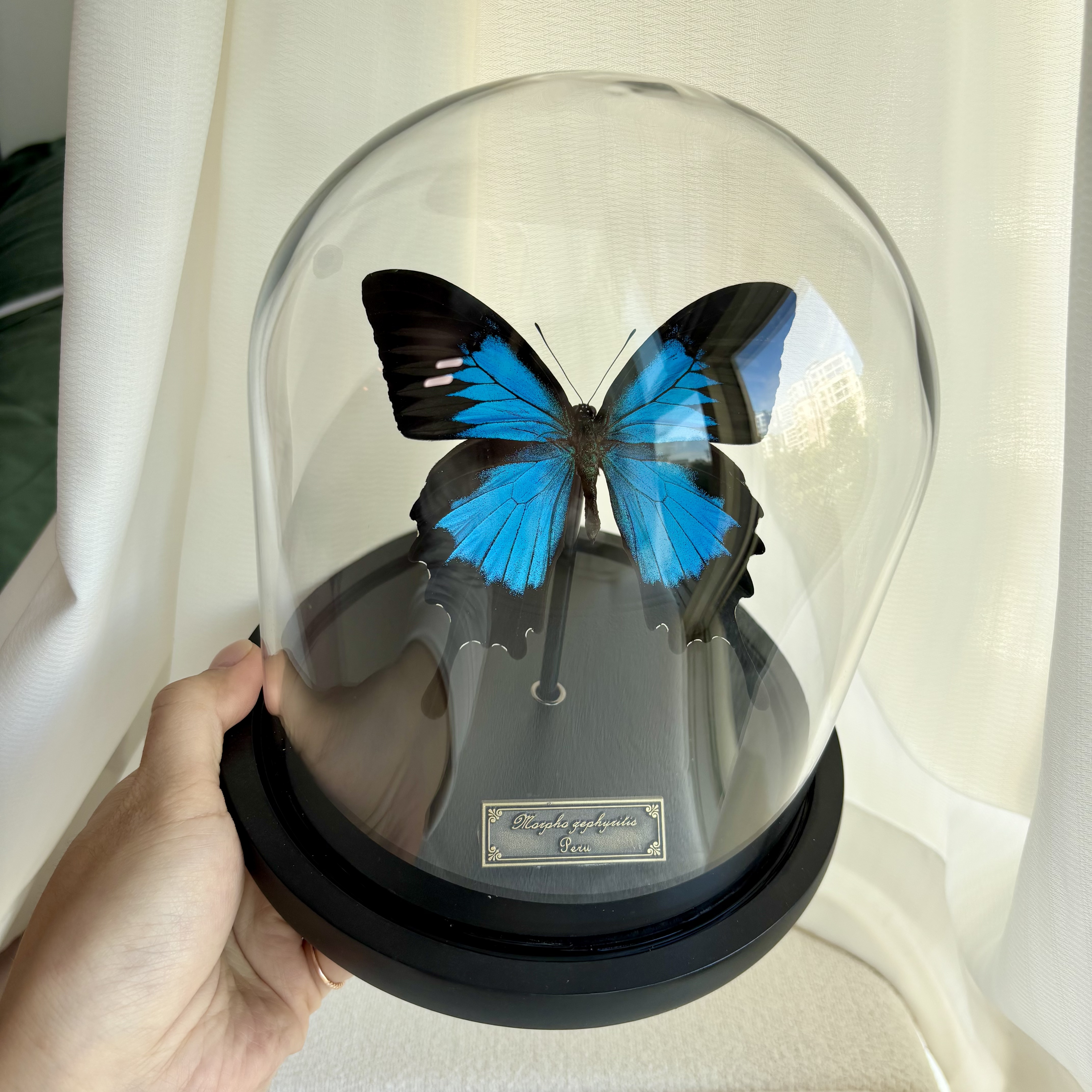 【草木精灵】天堂凤蝶玻璃罩蝴蝶标本ins风个性独特家居小众摆件