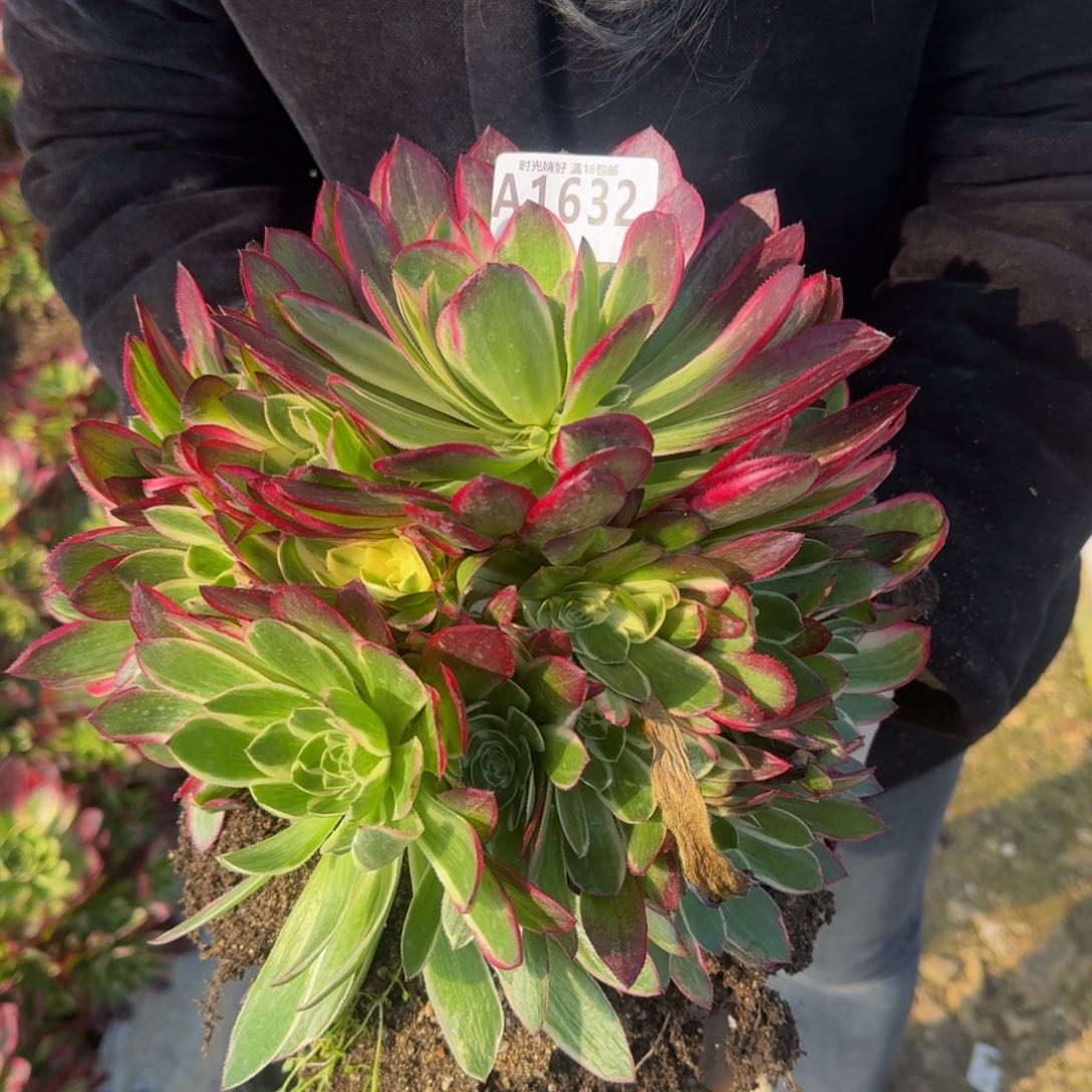 1632海王多肉植物