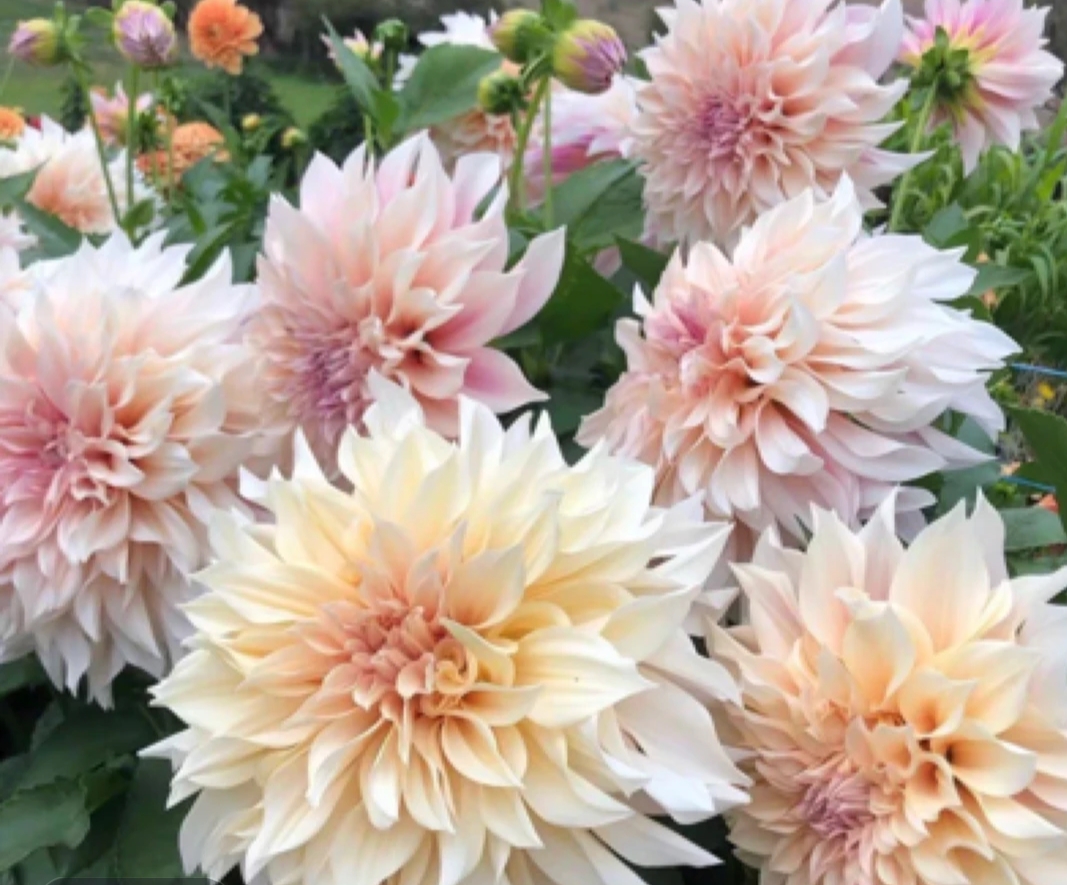 【精品牛奶咖啡】大花盆栽地栽多年生草本好养护四季种植大丽花