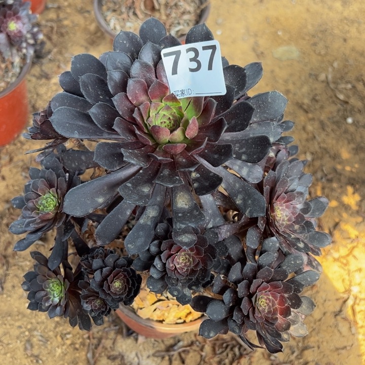 黑桶微瑕多肉植物737