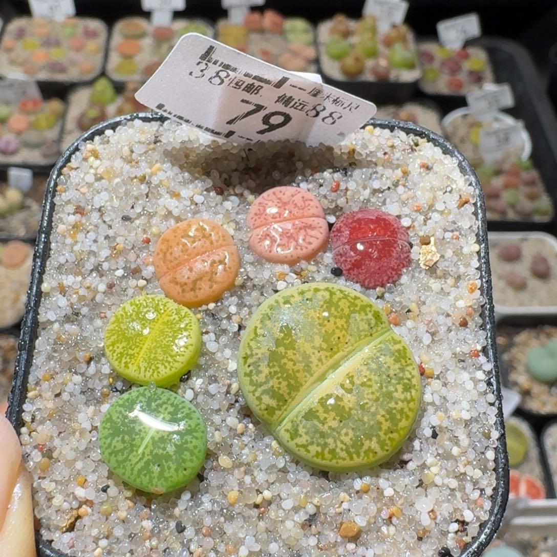 Sss清仓价可便宜了79