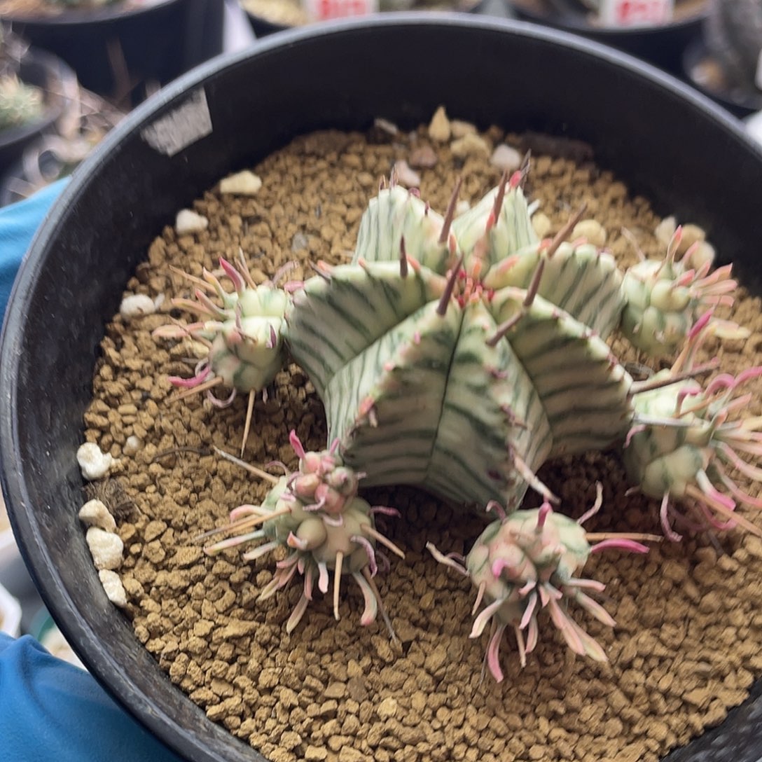 斑马锦大戟群仙人球多肉