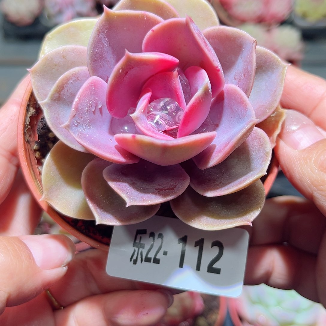 乐22-112紫珍珠单头