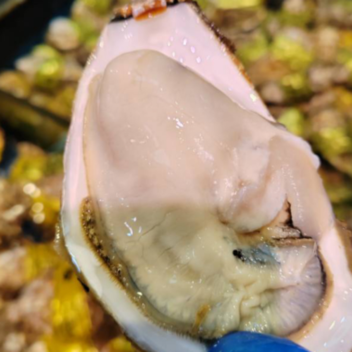 鲜活乳山生蚝5斤（4两左右一个）