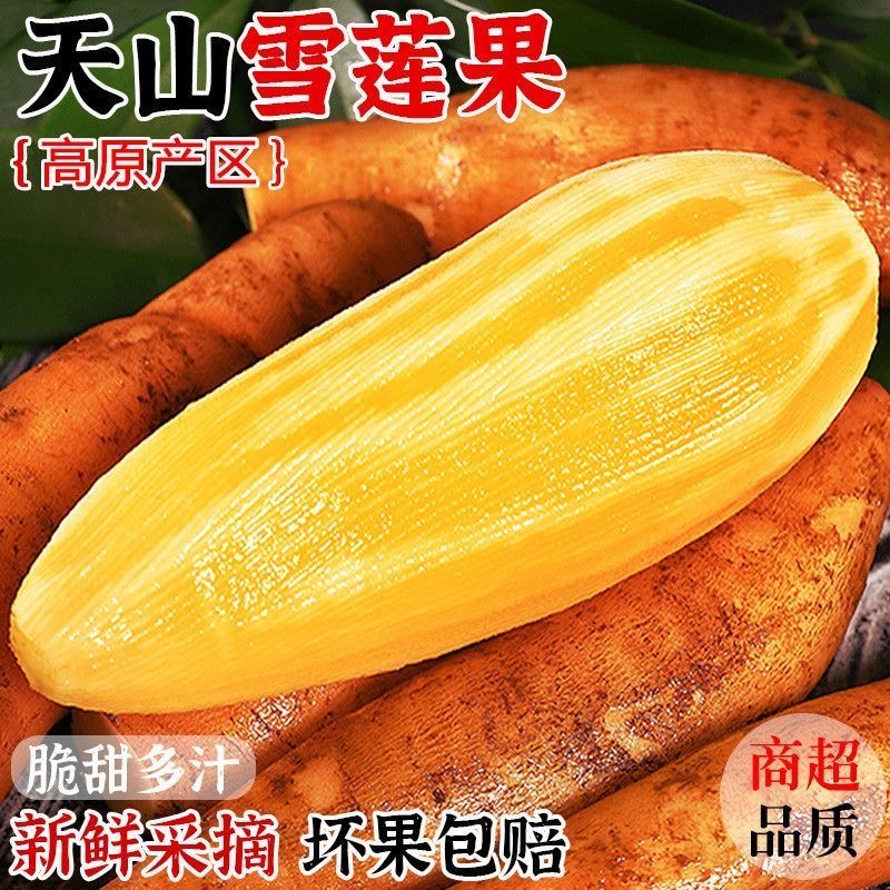 【低糖】云南天山雪莲果1斤5斤9斤清甜脆爽多汁现挖新鲜水果3