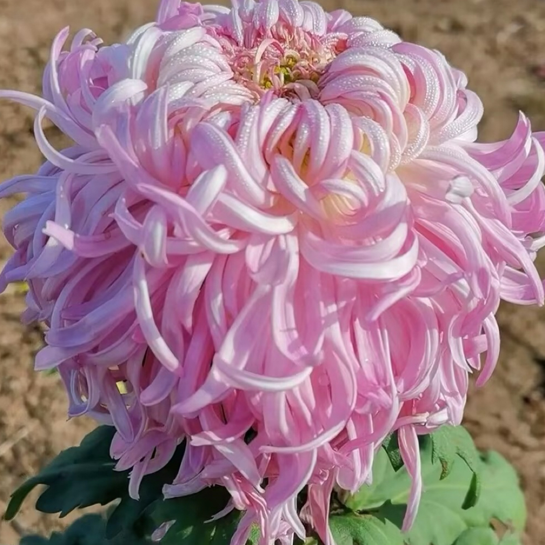 (盘龙盛景)九月菊原盆原土发货适合阳台庭院种植好养易活菊花