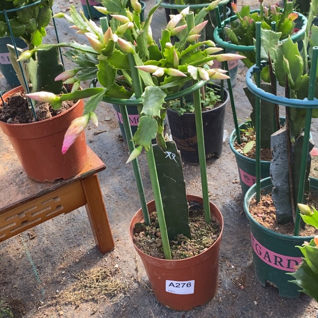 完全开放276嫁接2099