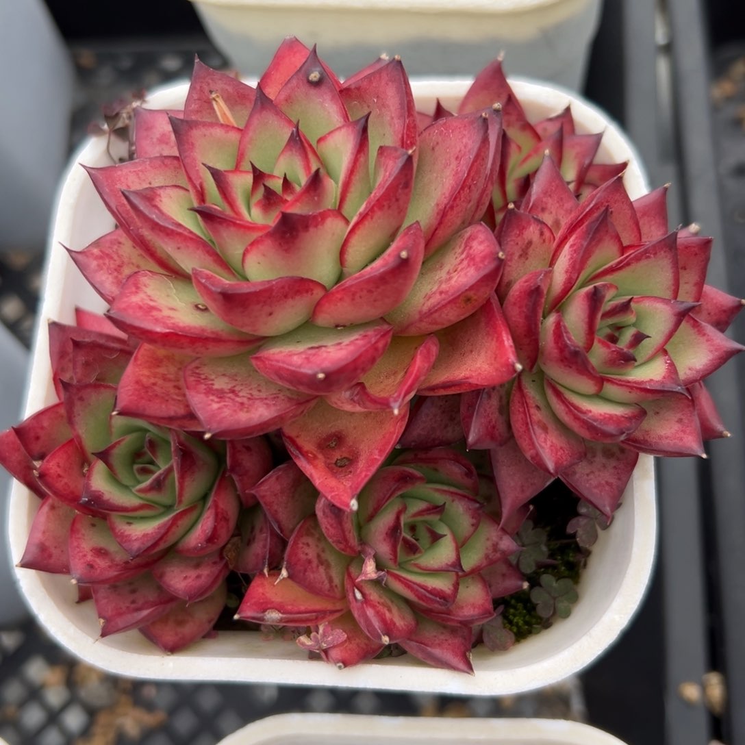 吉赛尔精控多肉一物一拍