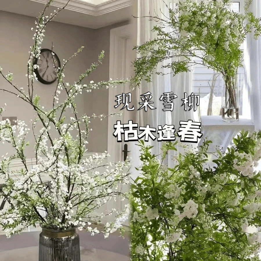 云南雪柳雪柳鲜枝干枝支绿植盆栽水养插花室内花卉好养活大型
