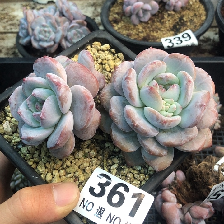 星影石榴籽福利出咯 361