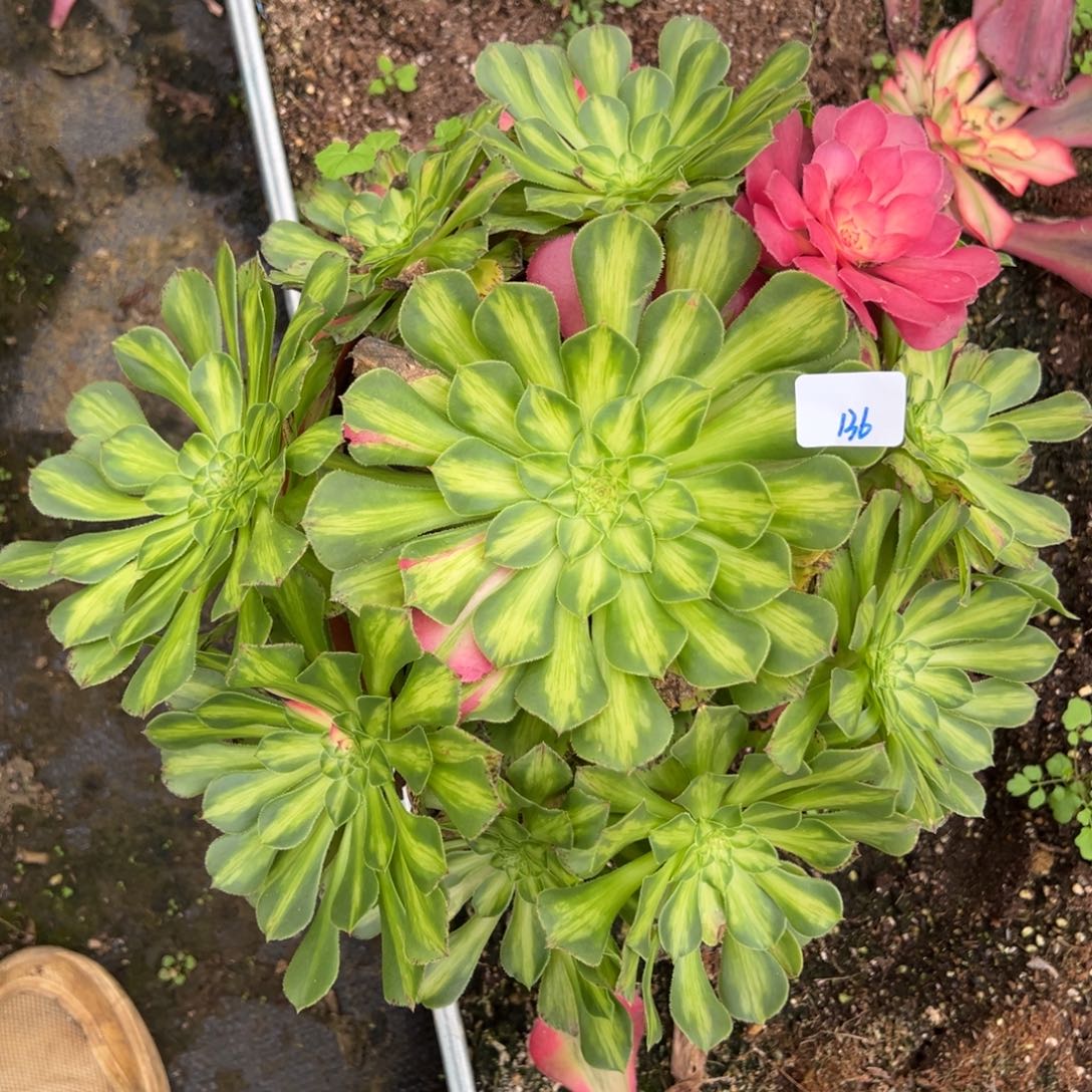 136知否多肉嘻嘻嘻