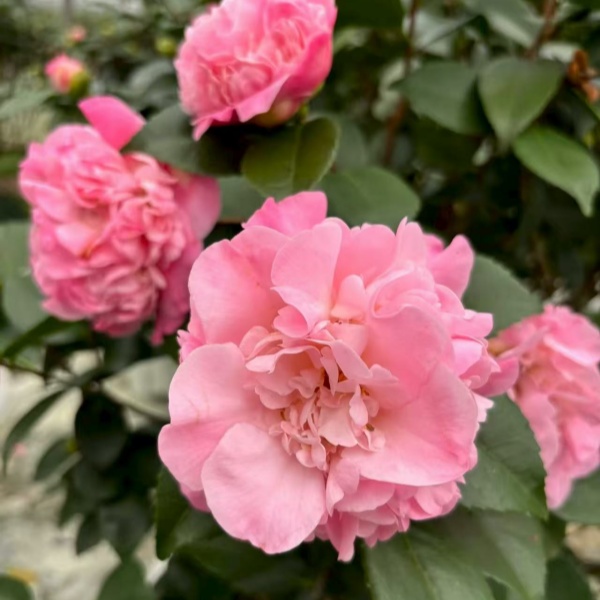 茶花特惠两颗高度45到60带花苞