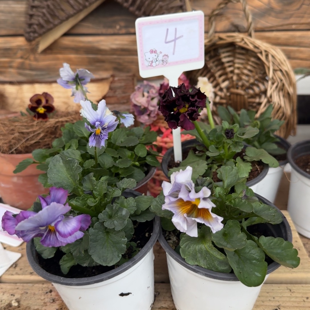 无花朵1205 抖音4组4棵